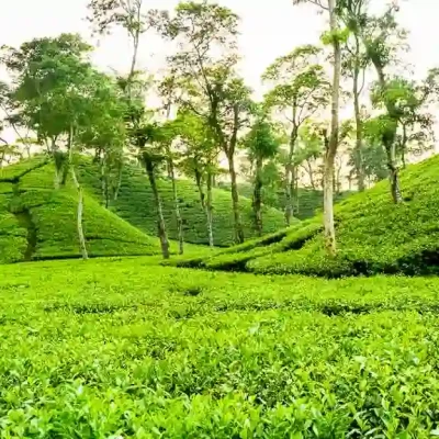 Sreemangal / Moulvibazar District