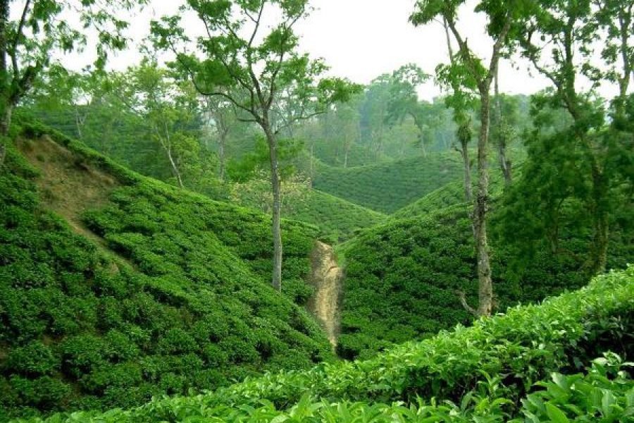 Popular Educational Bangladesh Tour